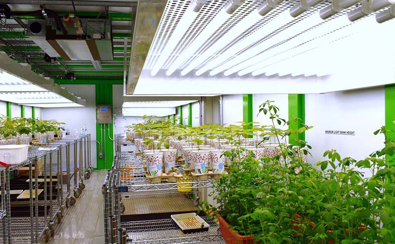 controlled environment agricultural research biora plant research