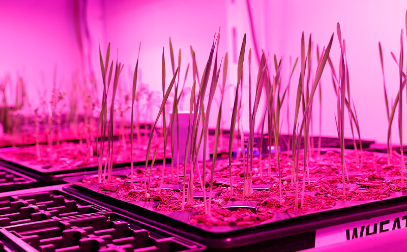 Lighting For Plant Growth In Controlled Environments 0000s 0001 biora plant growth test 14.06.2019 4