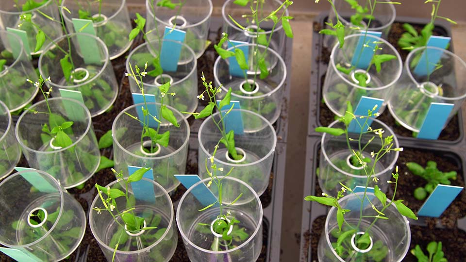 Plant research Arabidopsis web